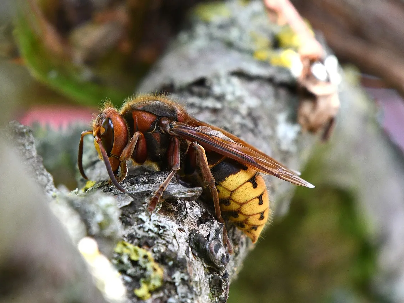 Frelon européen sur une branche : tête et thorax brun-roux, abdomen jaune