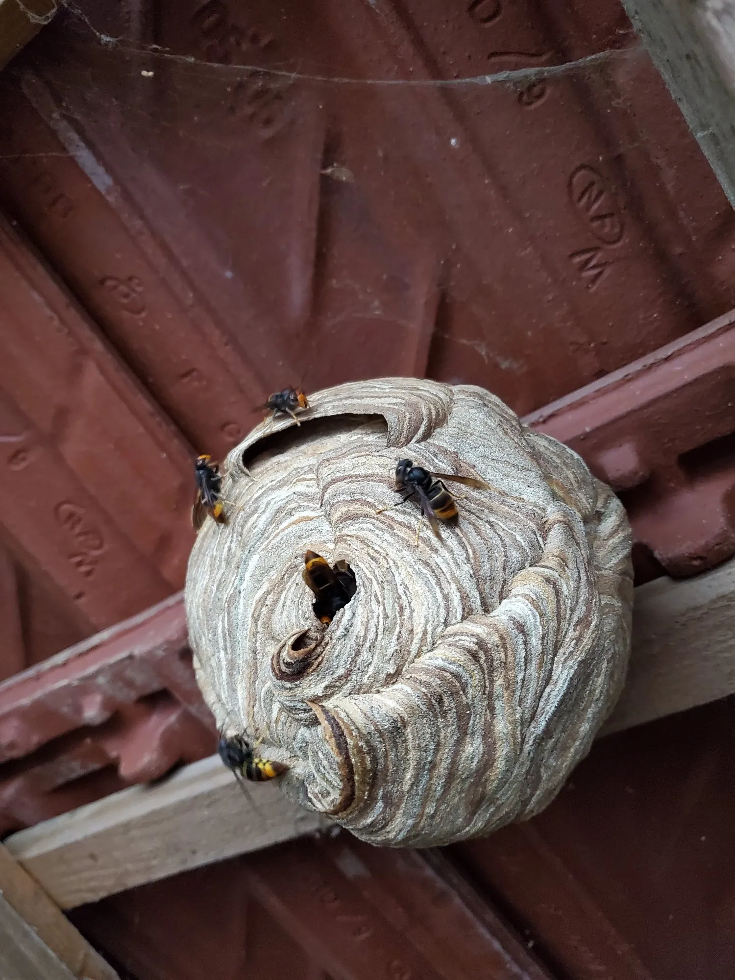 Nid de frelons asiatiques accroché à une charpente