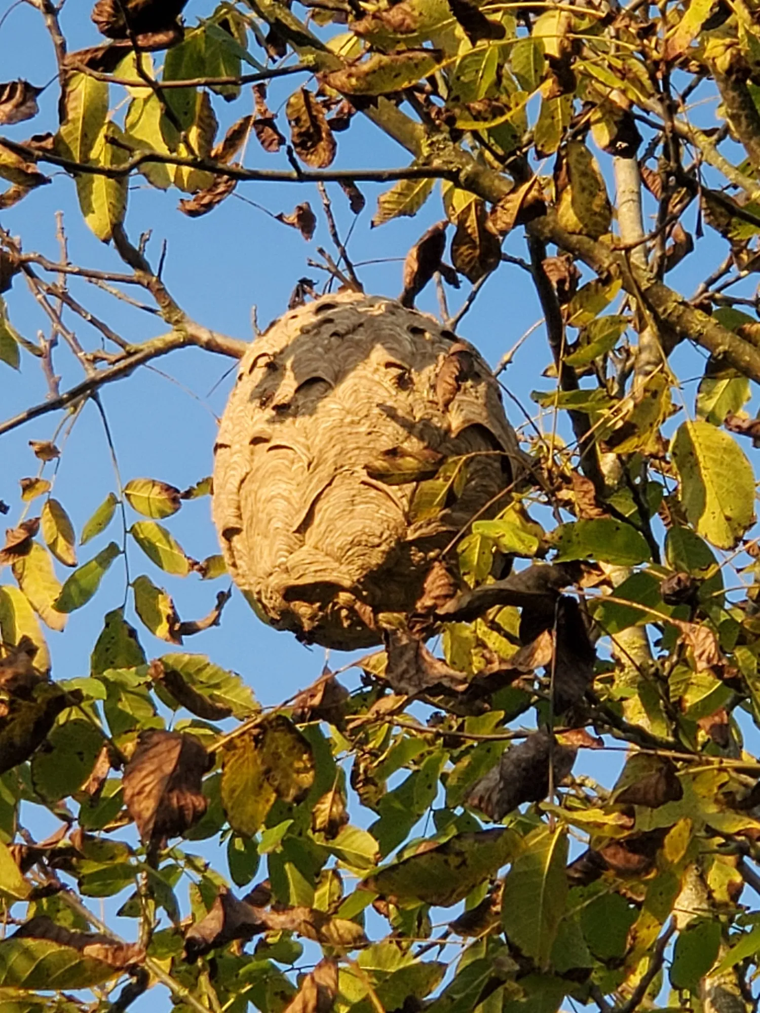 Nid secondaire de frelons asiatiques accroché dans un noyer, en Haute-Saône